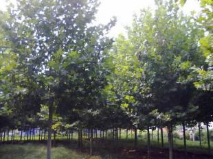 供應1公分法桐樹苗批發價格首選七號苗木_農副產品_世界工廠網中國產品信息庫