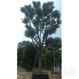 貴州香樟 優質袋苗批發與直銷指南