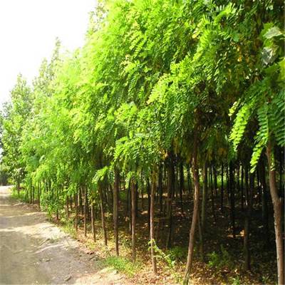 優質刺槐、香花槐與龍爪槐樹苗 基地直銷，規格齊全，助力綠化建設