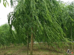 匠心育綠，品質造景——湖北楚和園林精品苗木推薦與公司相冊