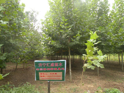 北京市場5公分4.5米裸根定桿法桐苗木價格分析與供應指南