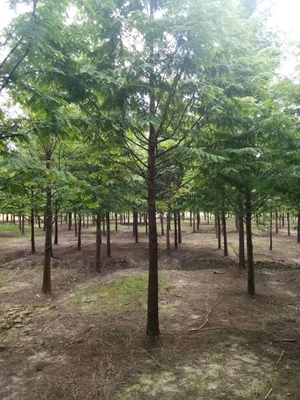 水杉苗木 古老樹種的綠色傳承與現代價值