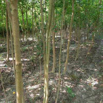 桂花苗木供應 江西九江桂花苗木批發指南